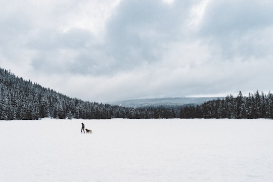 man and dog walking on snow covered ground in Trillium Lake United States