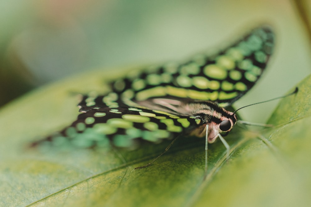 Nahaufnahme eines Schmetterlings, der auf einem grünen Blatt sitzt