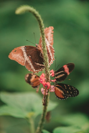 Children from a school group observing colorful butterflies in a vibrant botanical garden.