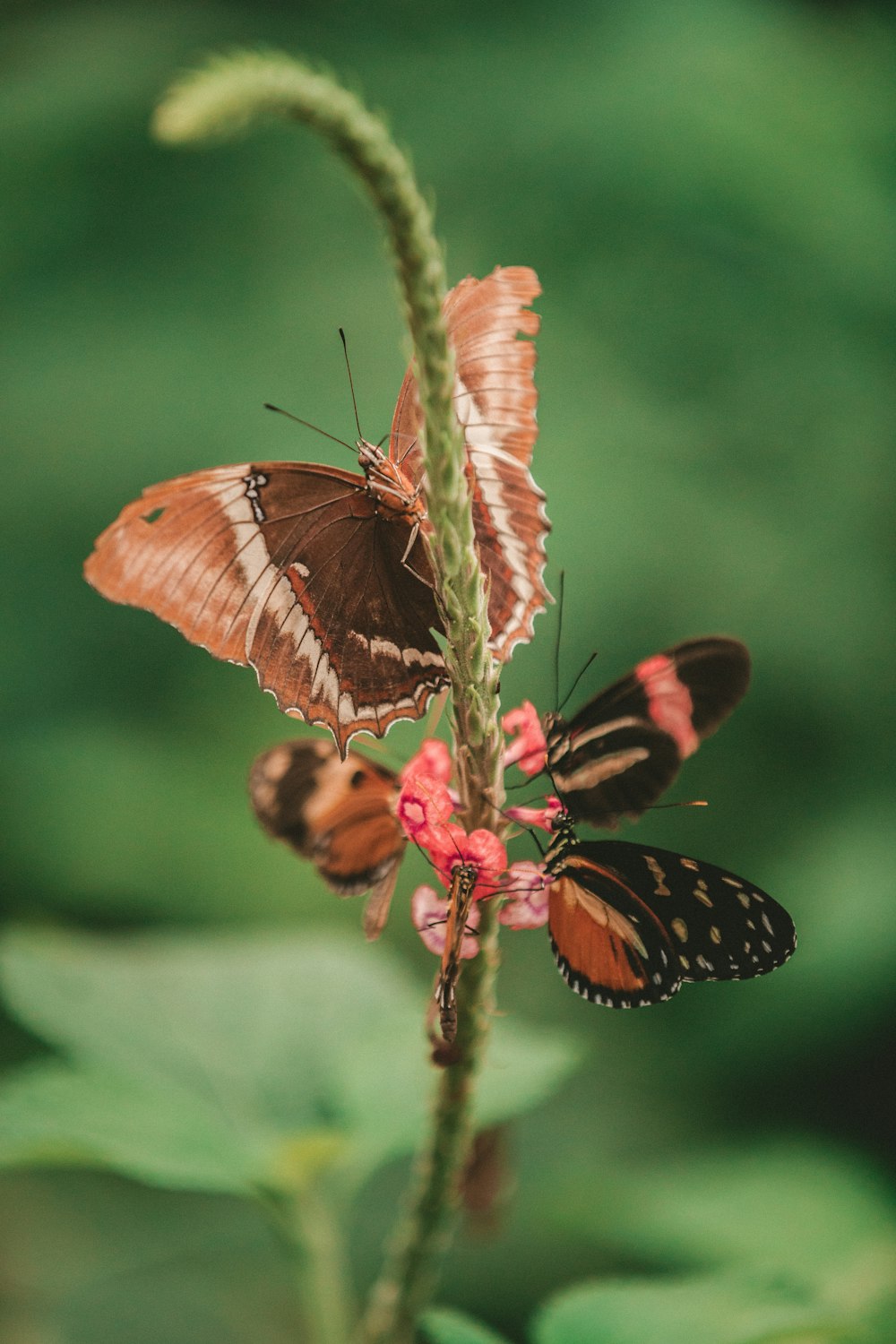 macro photography three brown butterflies