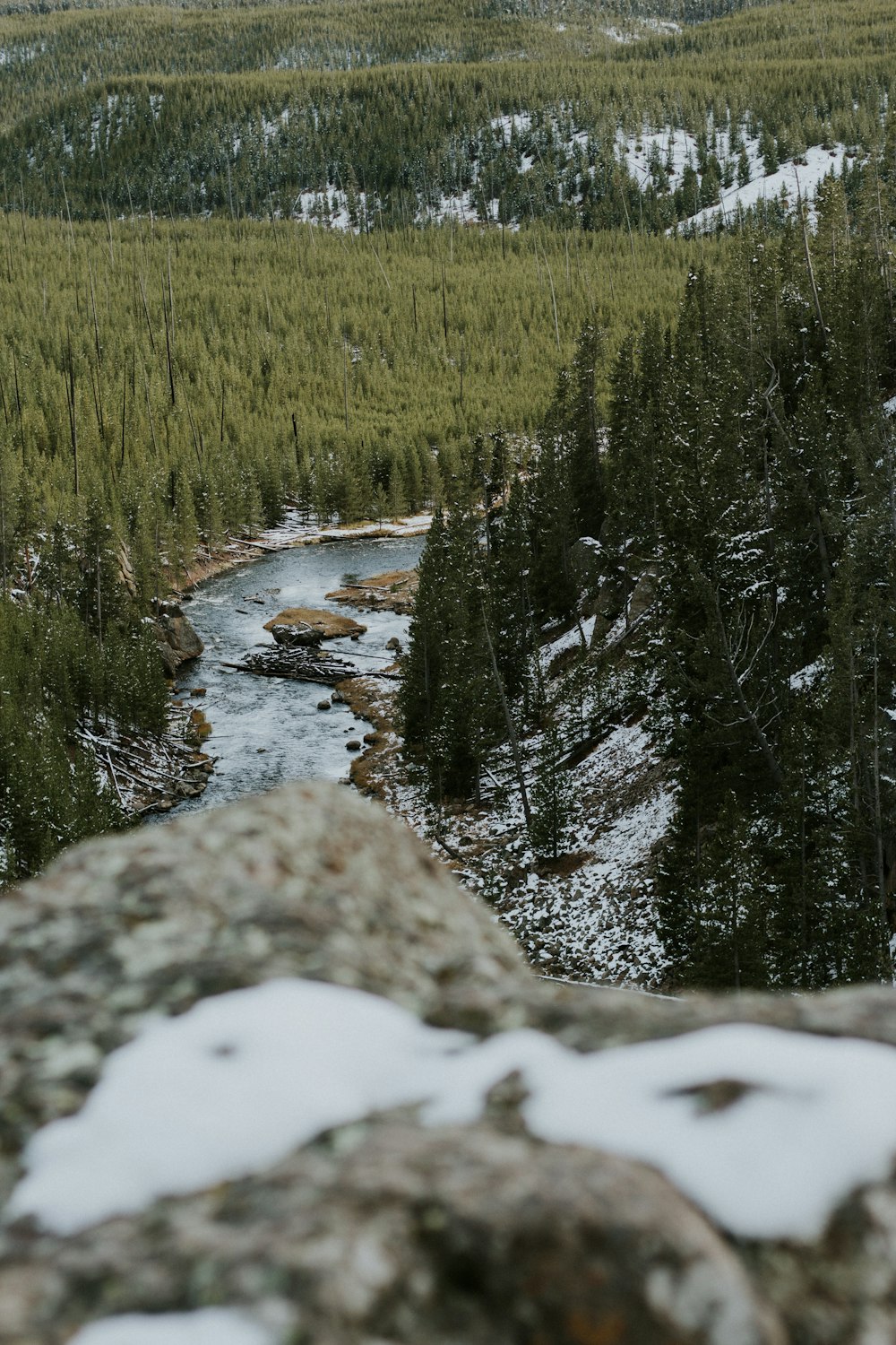 landscape photography of trees and river