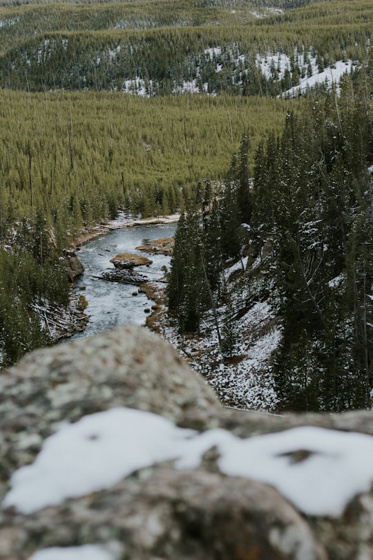 landscape photography of trees and river in Yellowstone National Park United States