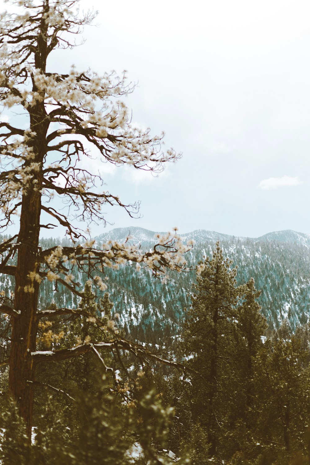 fotografia di paesaggio di alberi