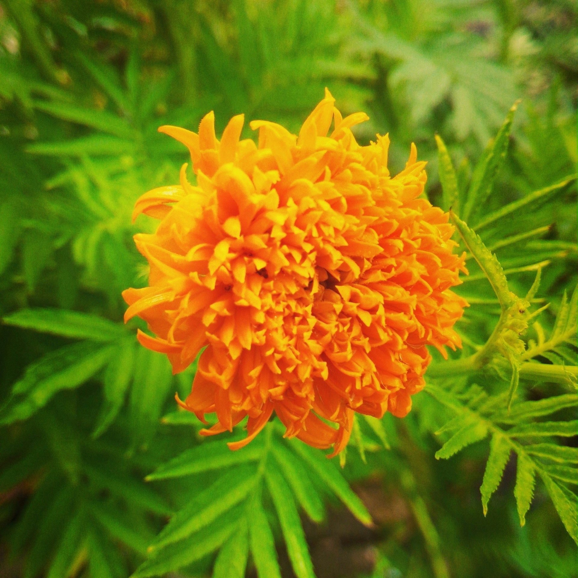 Free Unsplash photo from Mr. HR