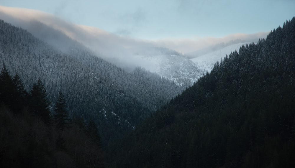 霧の季節の山の風景写真