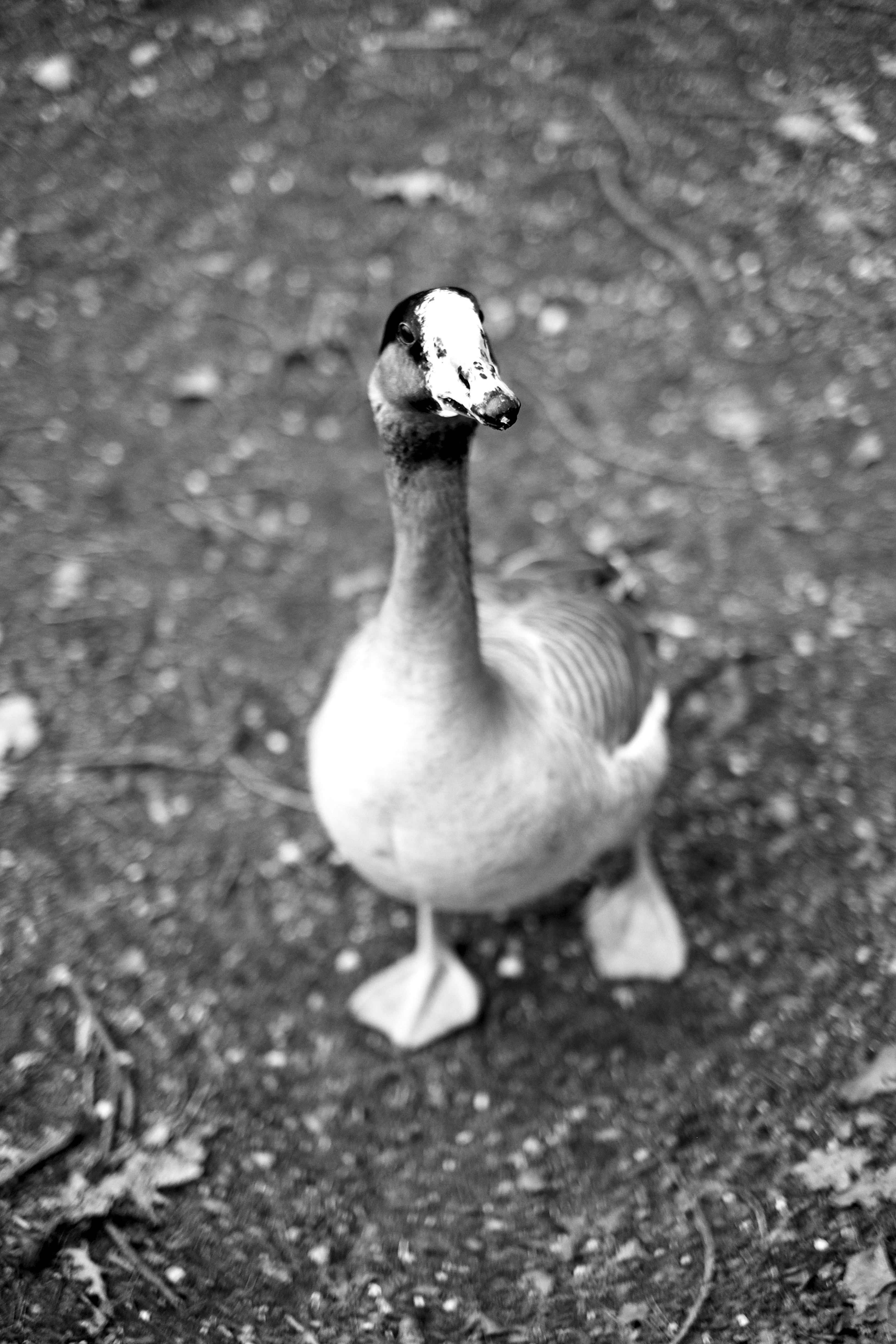 Free Unsplash photo from gilles aubert