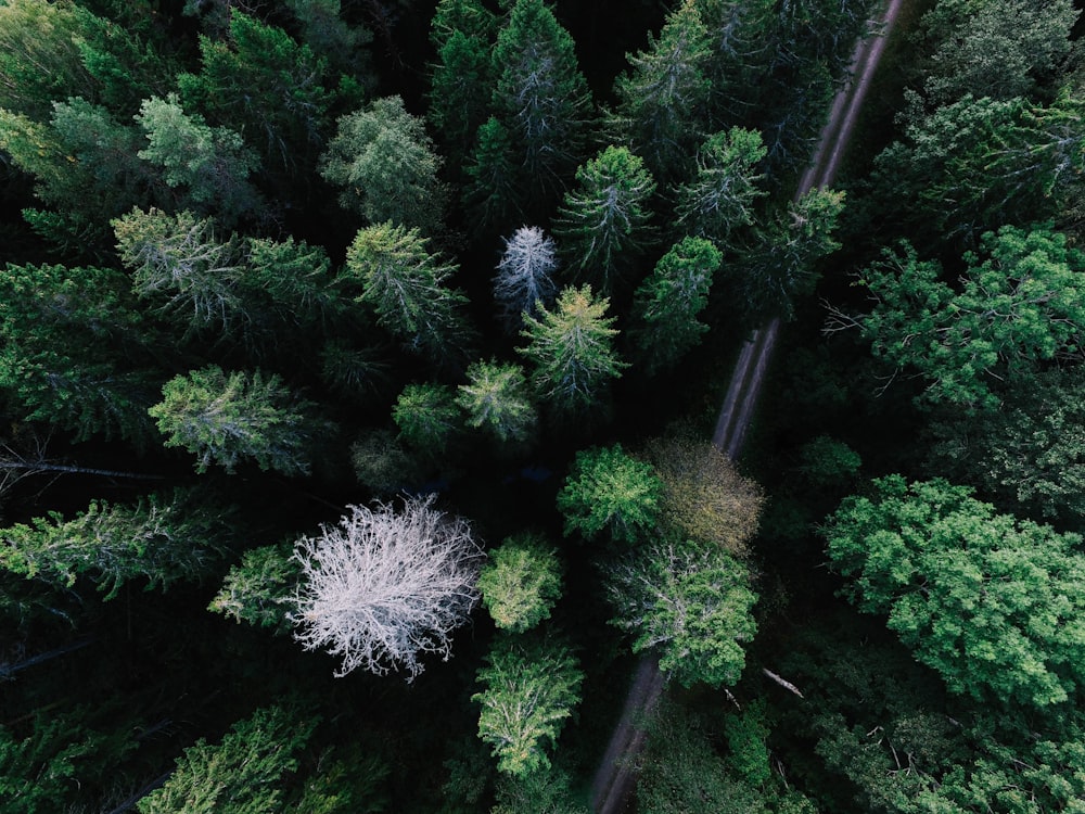 alberi di rilievi verdi