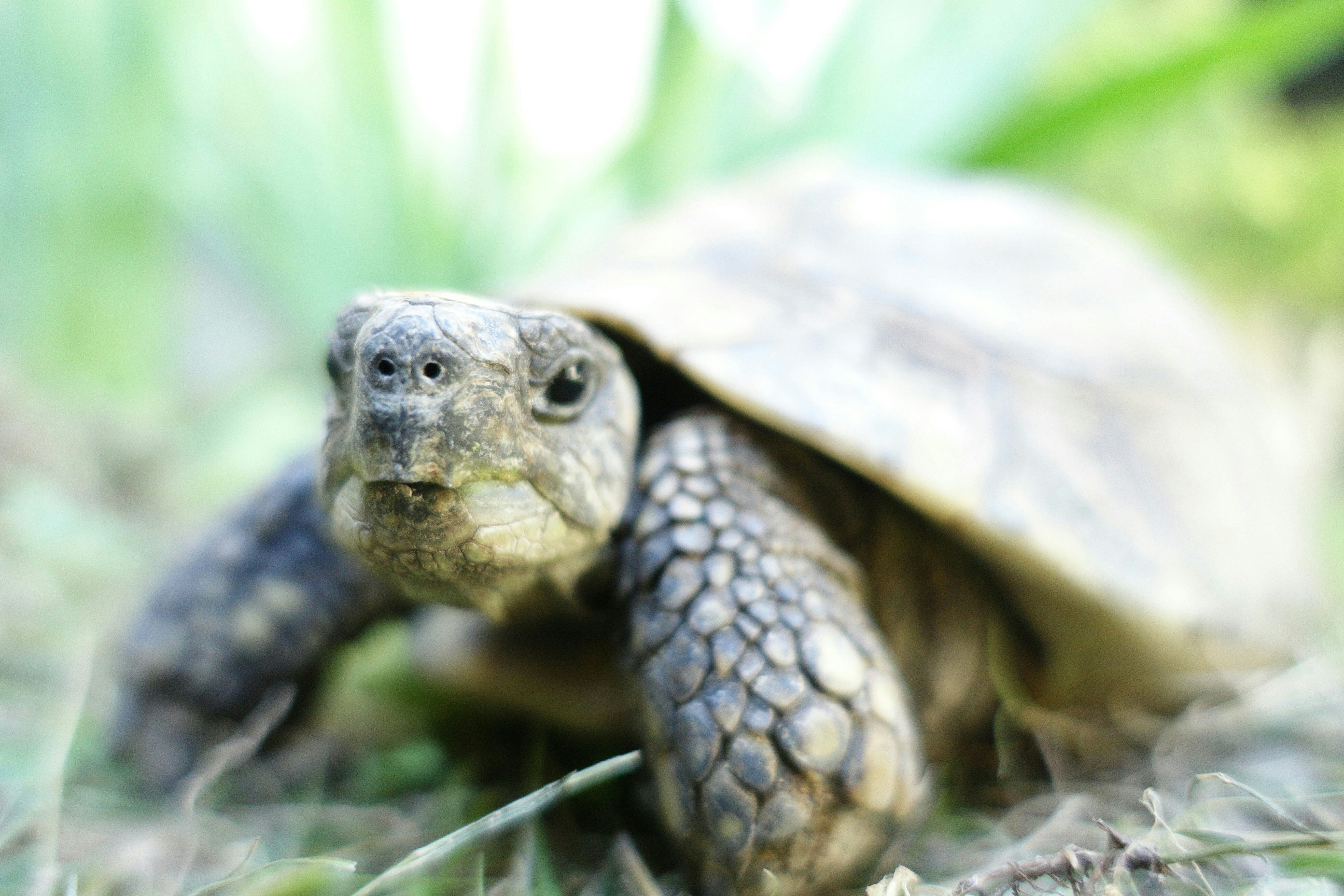 Free Unsplash photo from gilles aubert