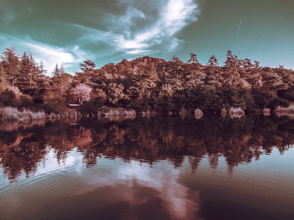 fotografia di paesaggio di alberi