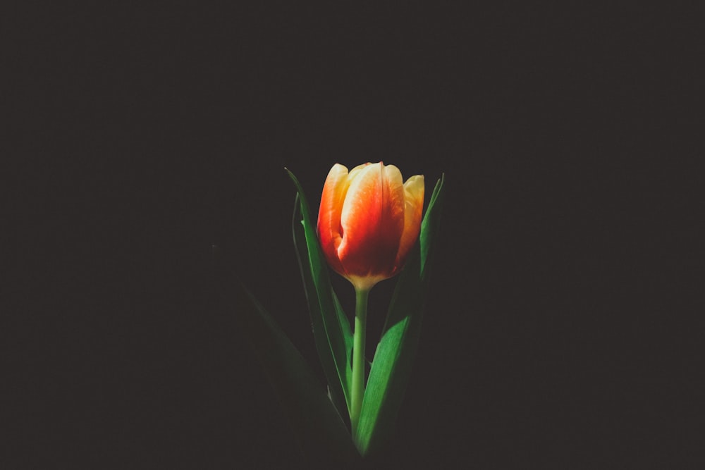closeup photo of orange tulip flower