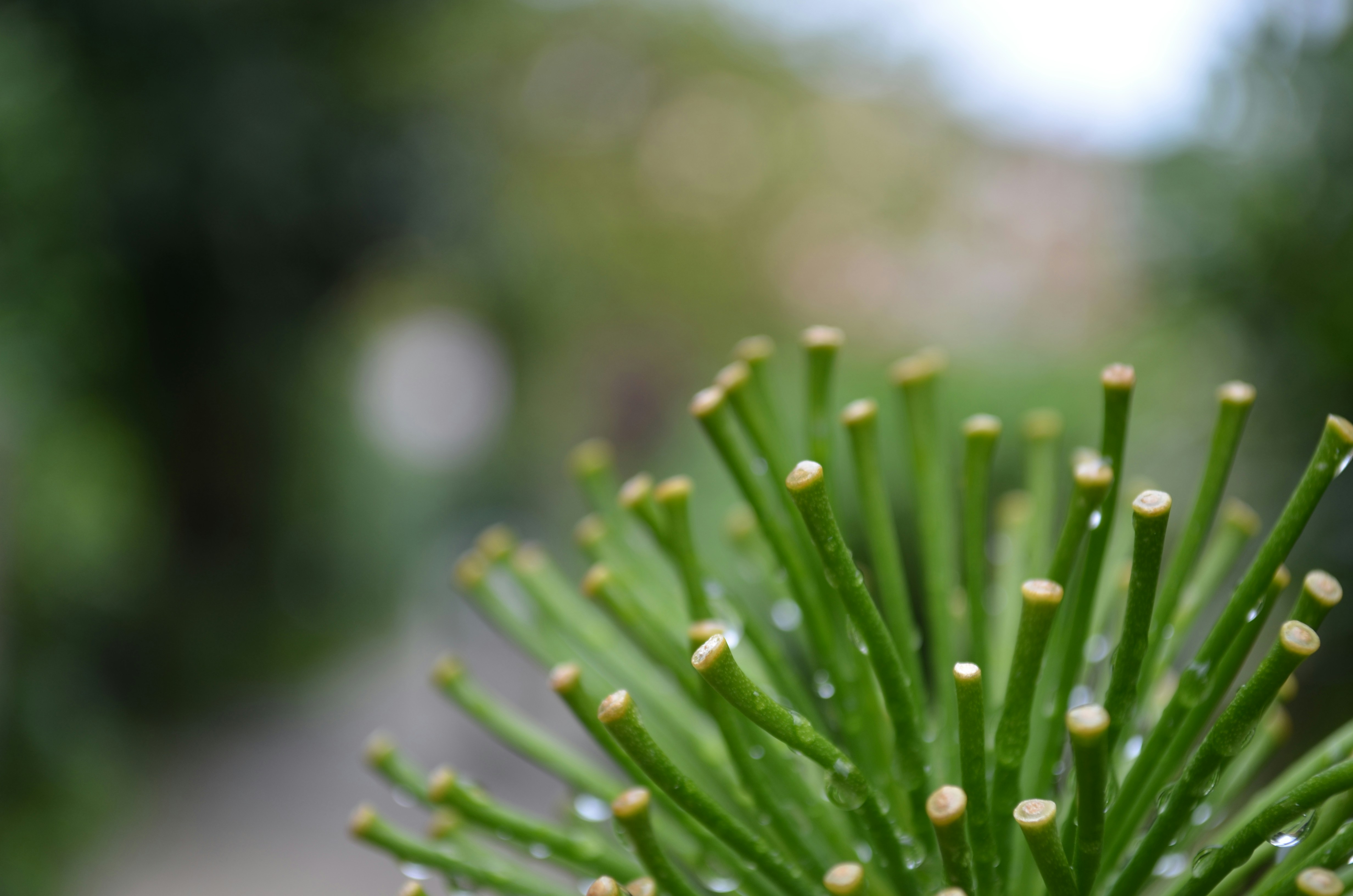 Free Unsplash photo from Laopo  Ambro