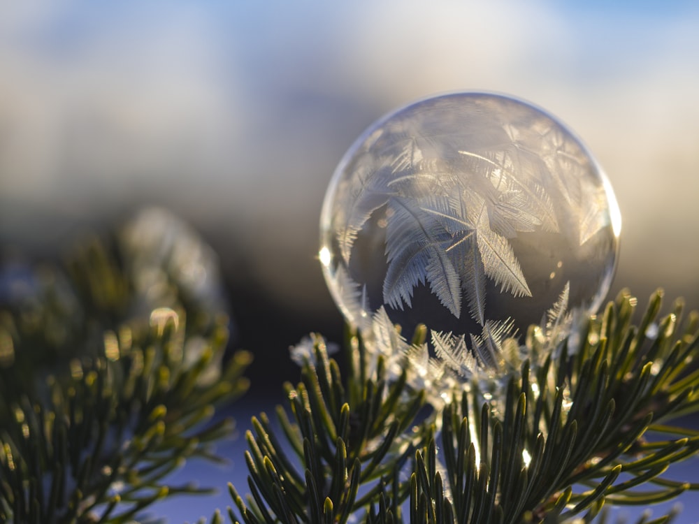 Fotografia de bola de cristal