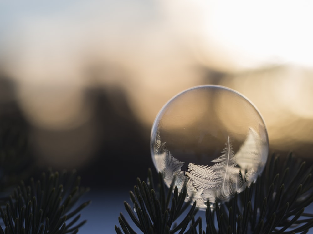 selective focus photo of clear bubble