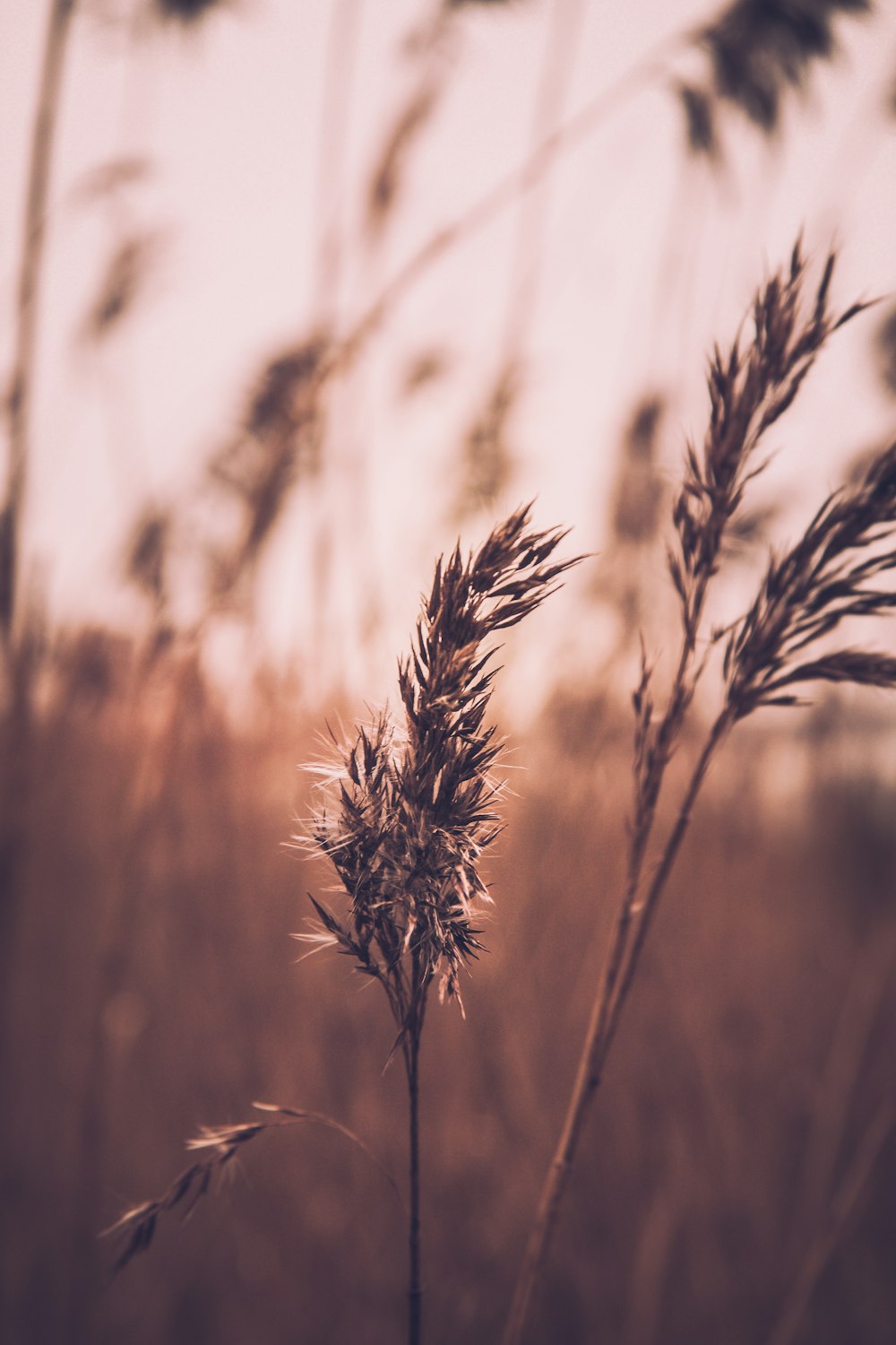 selective focus of plants