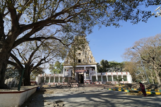 A temple structure with intricate architectural details stands in the center, surrounded by trees with sparse leaves. The area appears calm and serene with birds gathered on the ground. The structure shows religious and cultural significance, and the sunlight casts soft shadows, enhancing the visual elements.