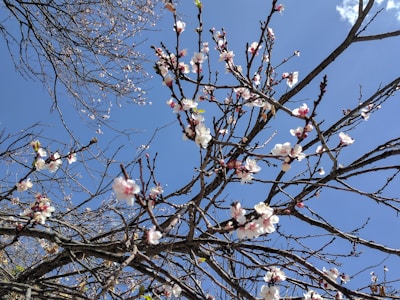 A blossoming tree in early spring symbolizing new beginnings.