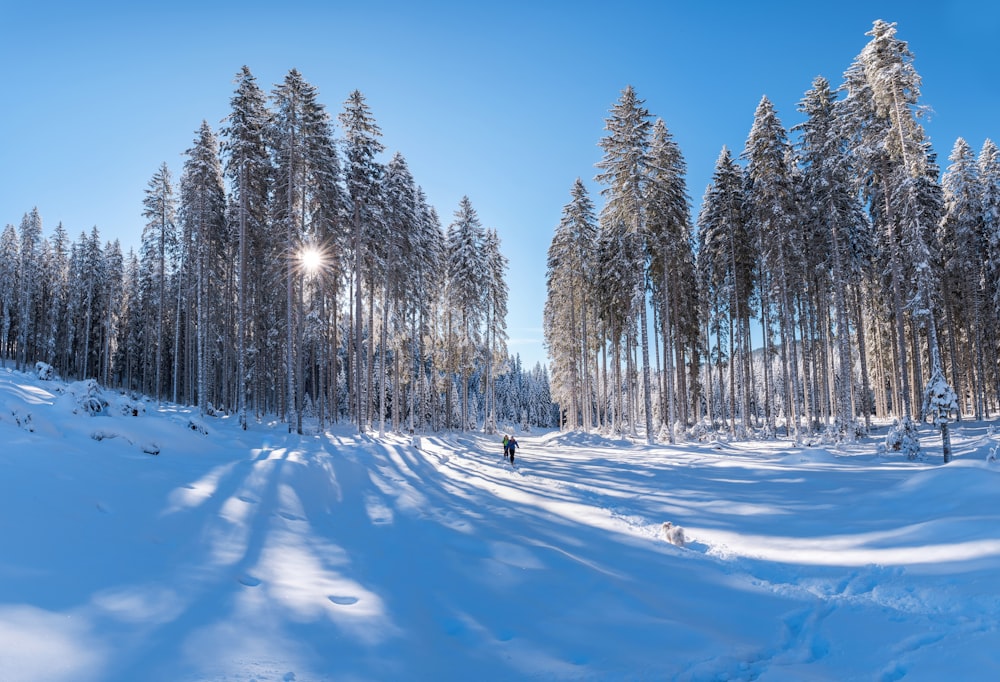 two persons walking on forest trail covered with snow