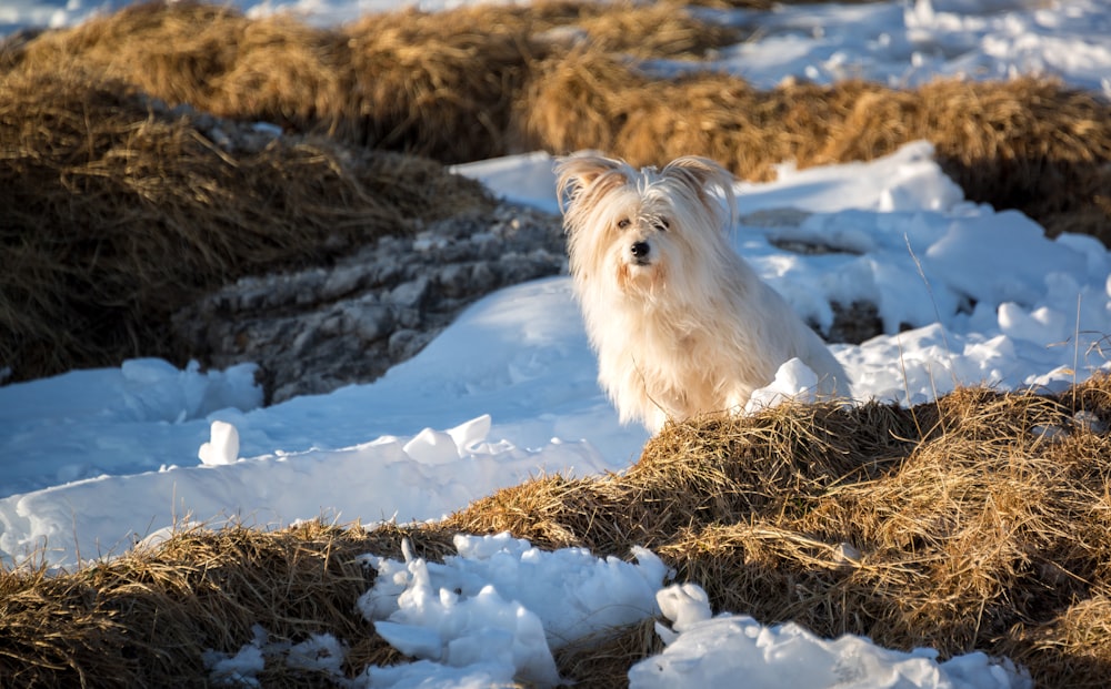 beige dog