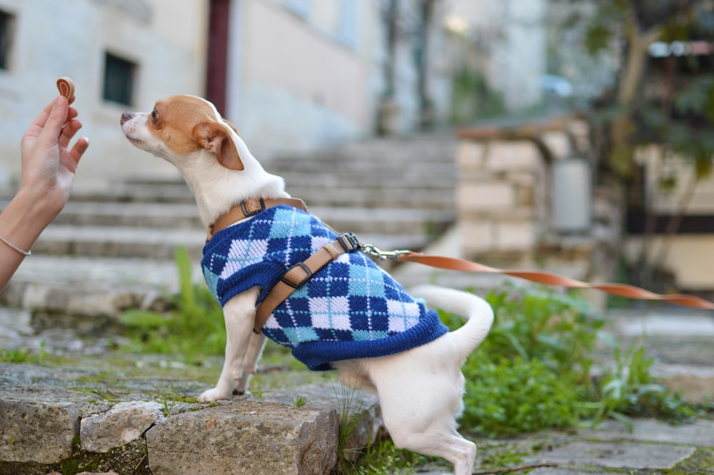 person giving food to white and brown dog