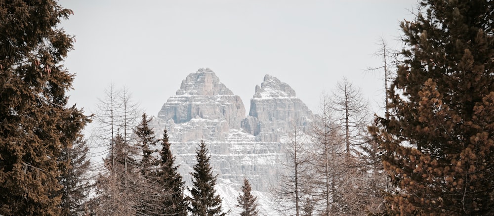 pine trees near snow-covered mountain during daytime