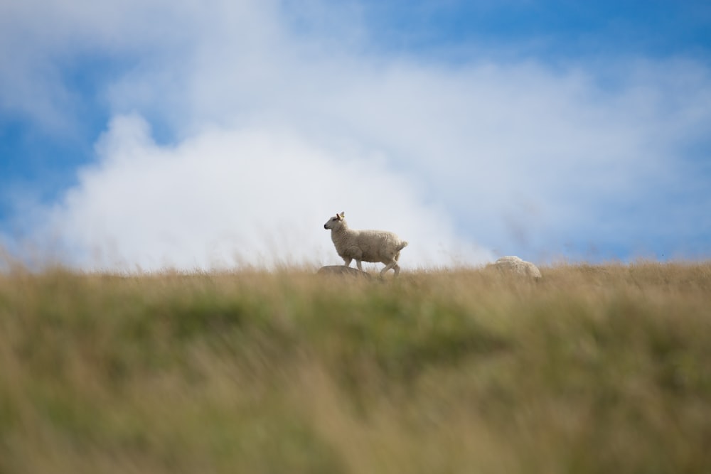 wildlife photography of white lamb