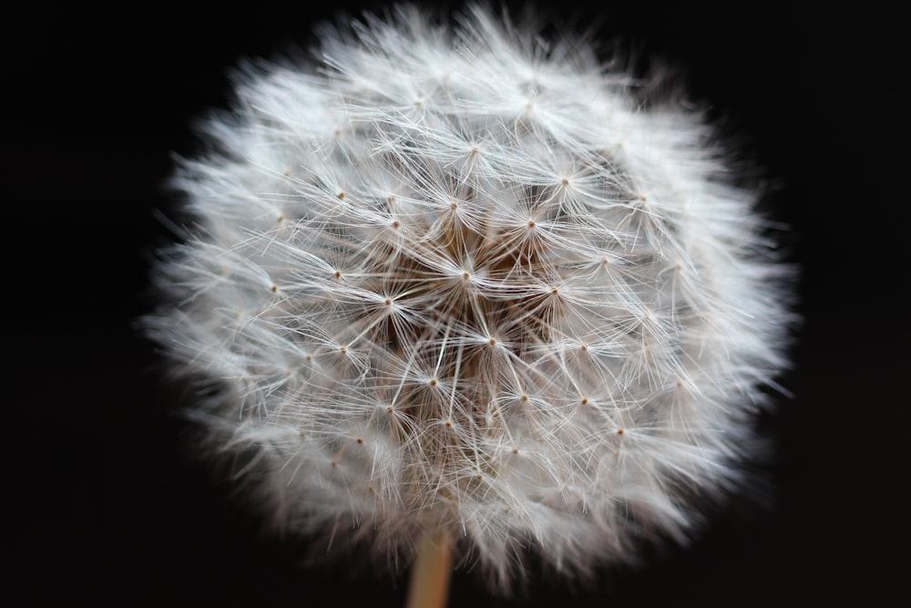 Photographie à mise au point peu profonde de fleur blanche