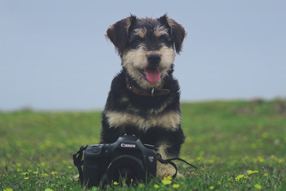 black and tan short coat small dog on green grass field during daytime