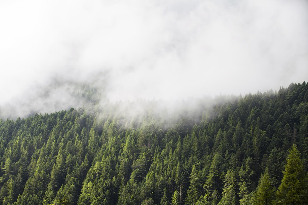 landscape photo of pine trees