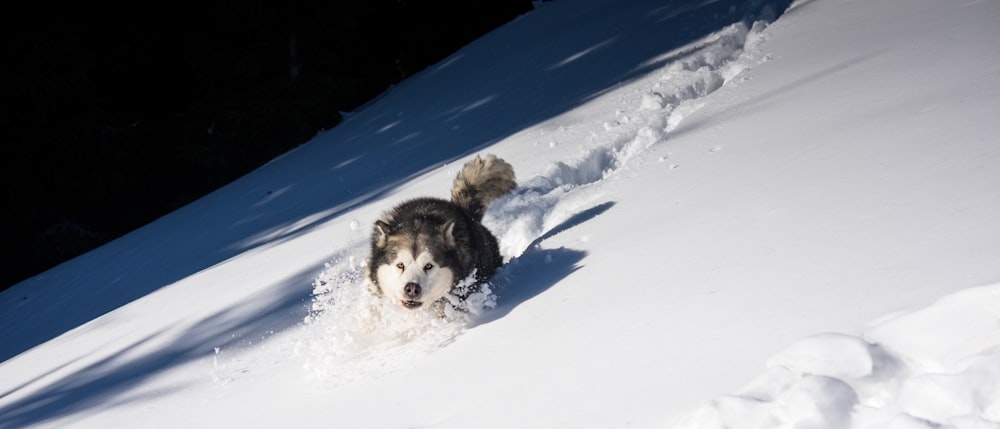 weißer und schwarzer Siberian Husky spielen auf Schneefeld