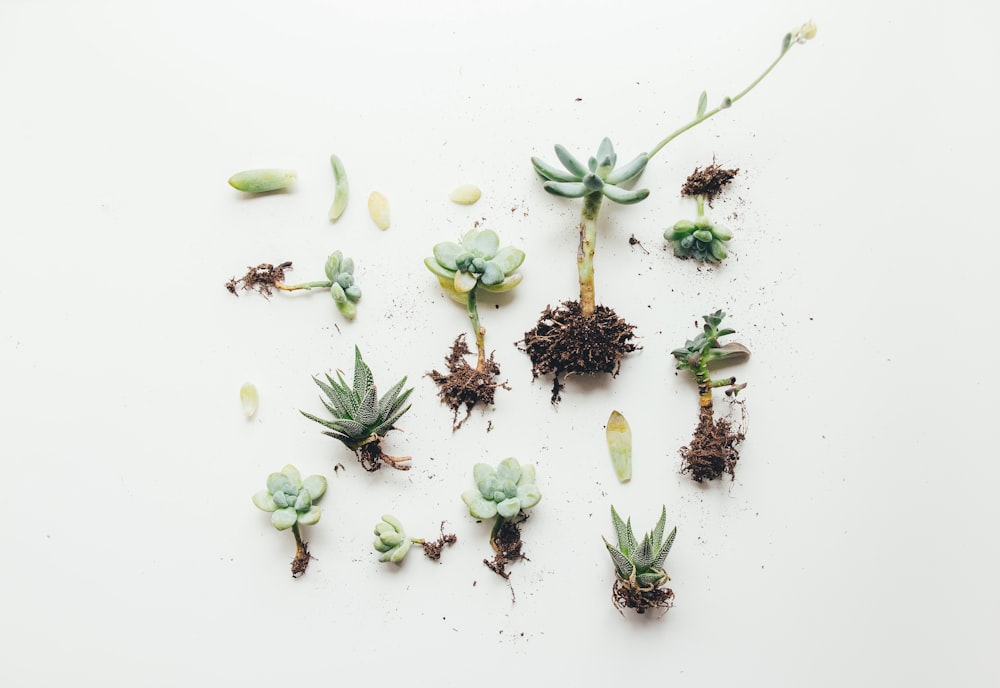 flat lay photo of succulent plant
