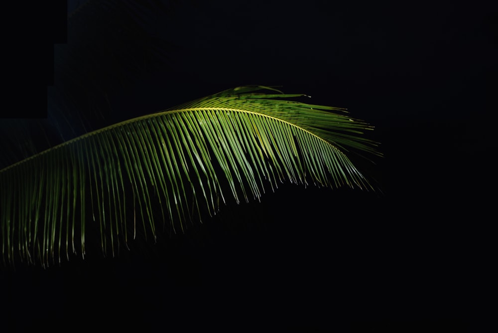 green coconut tree leaf