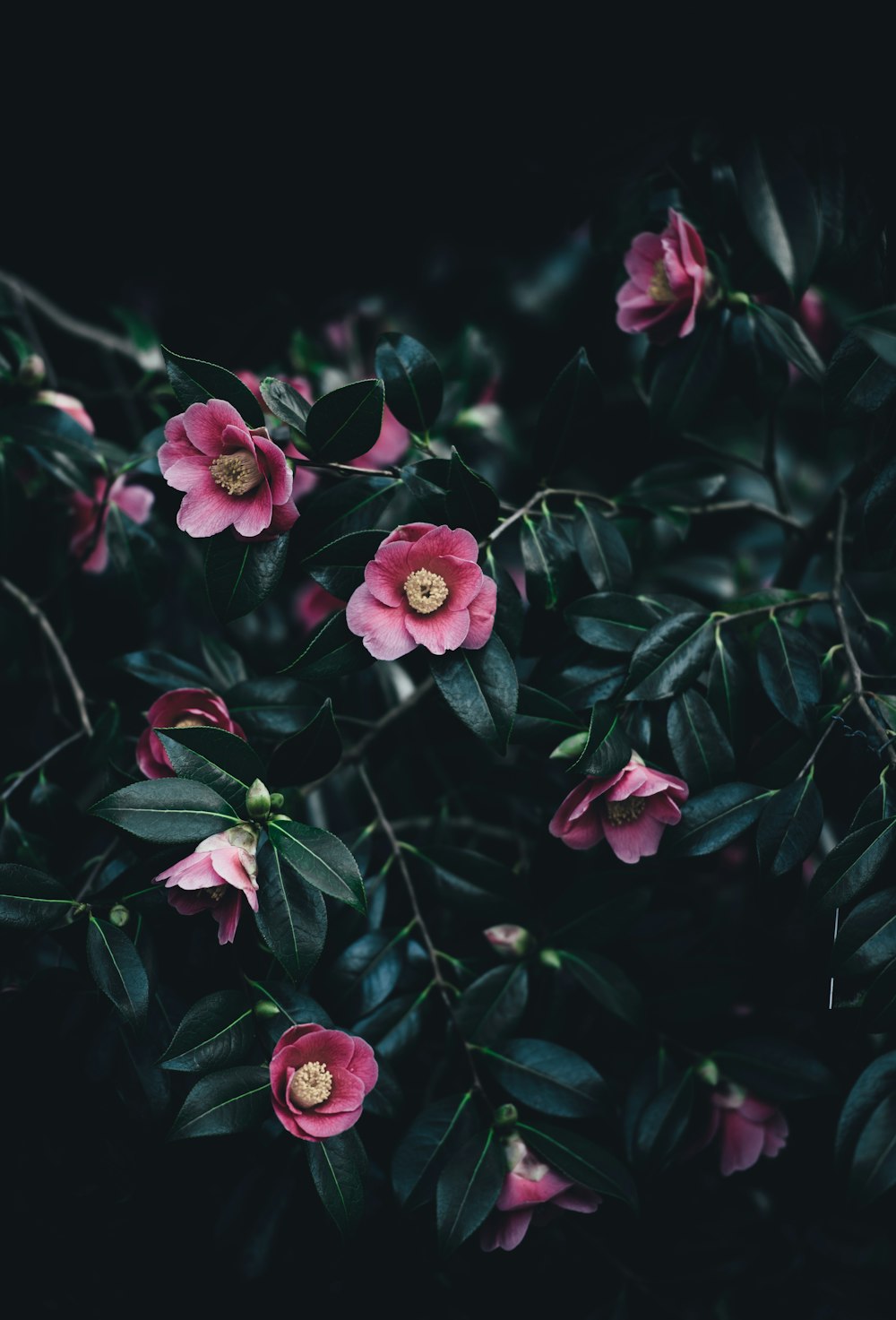 pink flowers with green leaves