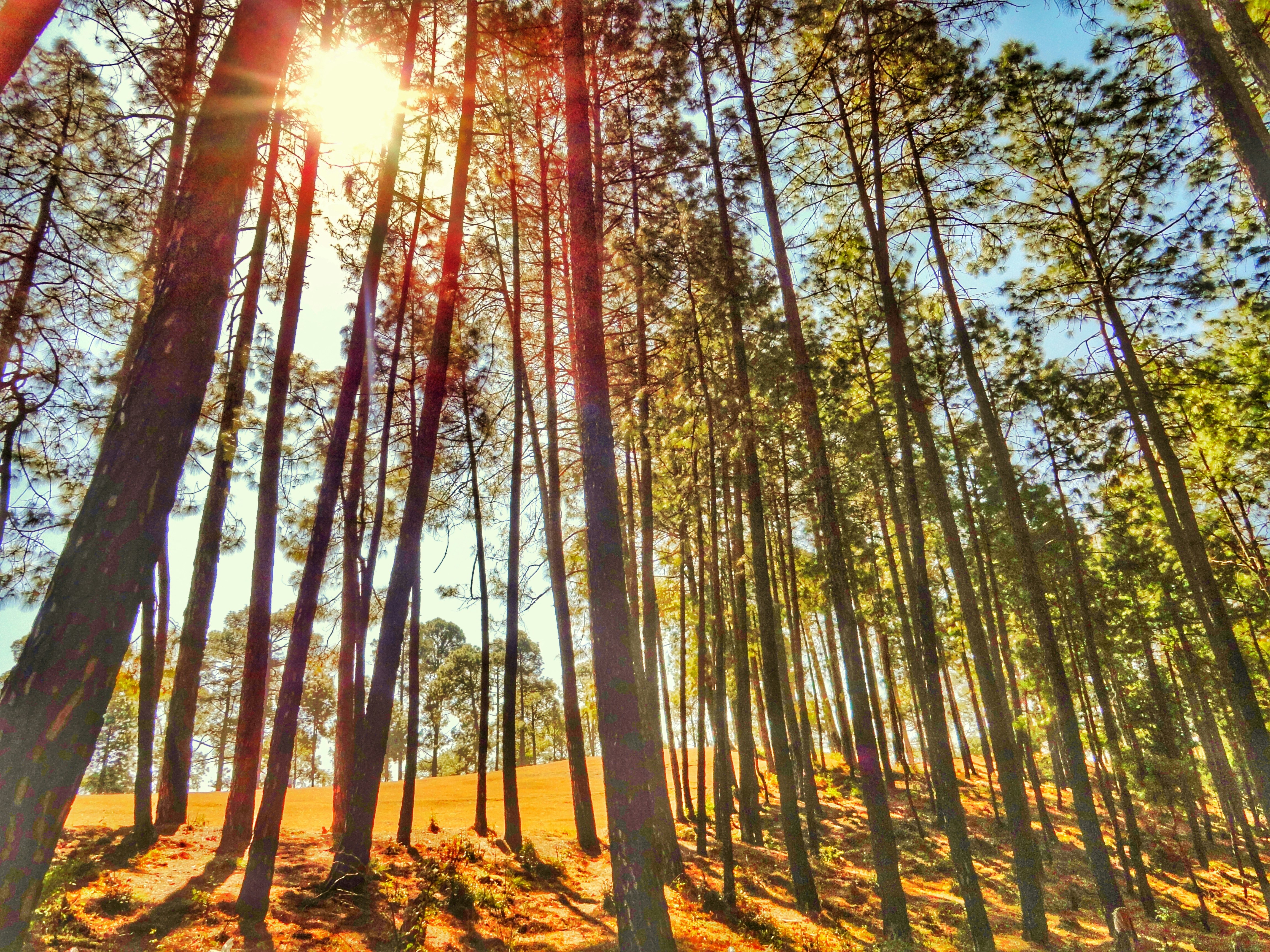 Free Unsplash photo from Tapan Chudasama