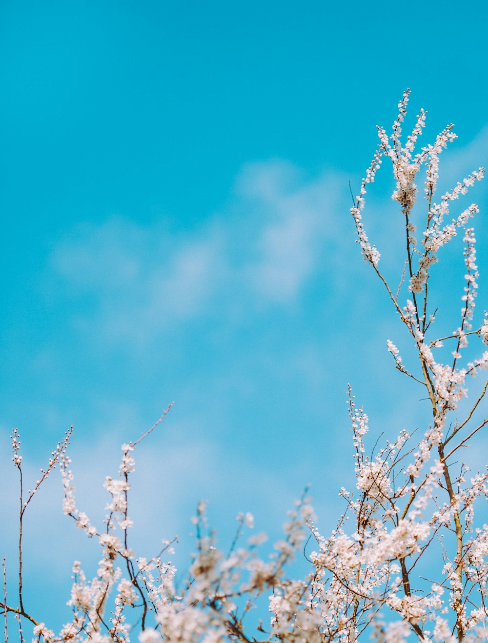 selective focus photography of white flowers