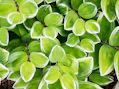 fill the frame photography of green plants
