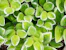 fill the frame photography of green plants