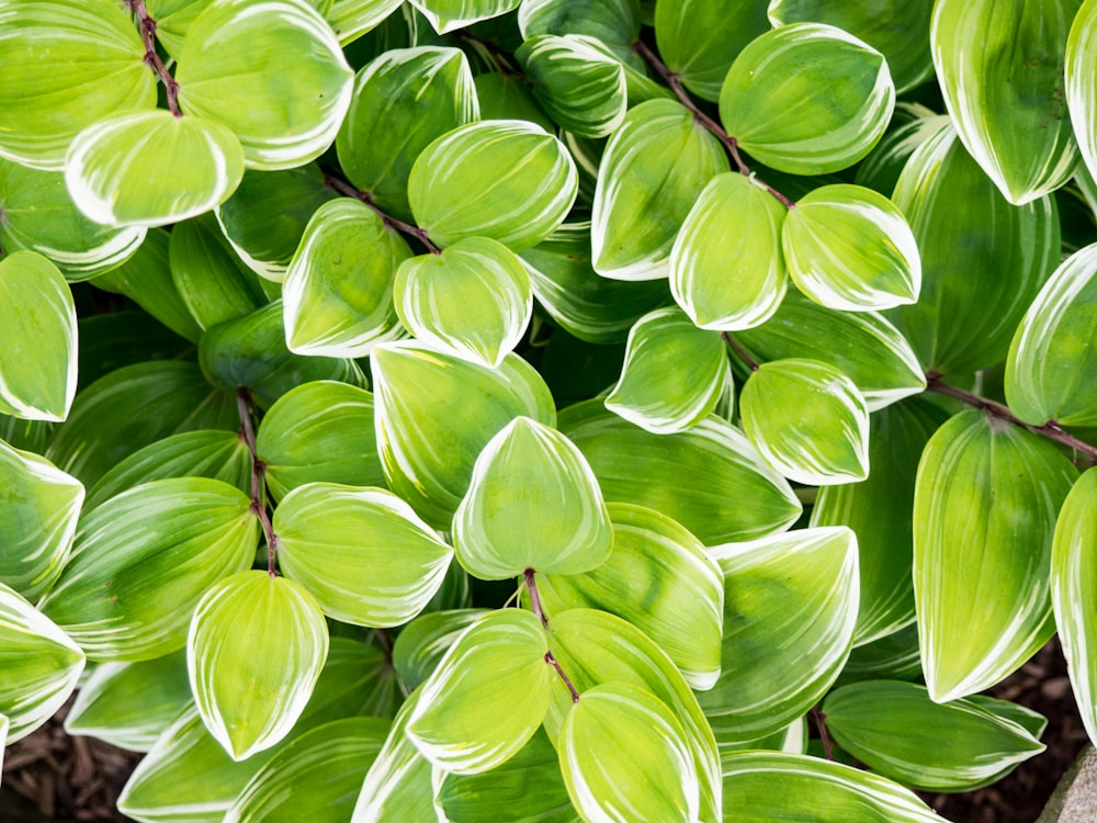 Llenar el marco de la fotografía de plantas verdes