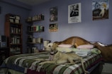 A dog lies comfortably on a neatly made bed, which has a colorful patterned blanket and pillows. Bookshelves filled with books line the walls, and several posters are displayed above the bed. The room is softly lit, creating a cozy atmosphere.