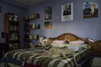 A dog lies comfortably on a neatly made bed, which has a colorful patterned blanket and pillows. Bookshelves filled with books line the walls, and several posters are displayed above the bed. The room is softly lit, creating a cozy atmosphere.