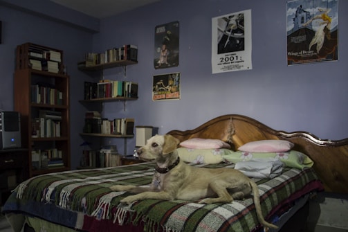 A dog lies comfortably on a neatly made bed, which has a colorful patterned blanket and pillows. Bookshelves filled with books line the walls, and several posters are displayed above the bed. The room is softly lit, creating a cozy atmosphere.