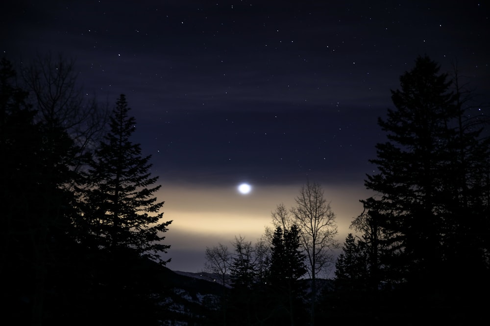 grün belaubte Bäume in der Nacht