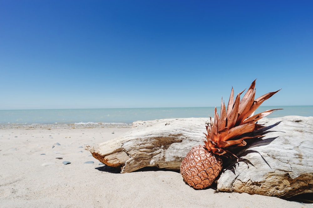 pineapple learning on gray wood trunk near shore at daytime