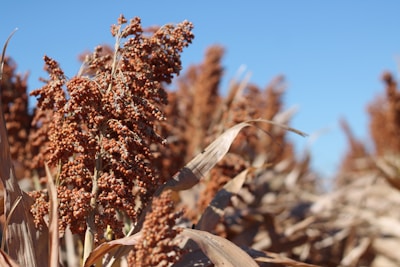 Sorghum grains in a burlap sack with a soft focus agricultural background.
