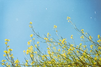 A vibrant wildflower field under a bright sky, symbolizing freedom and bold beauty.