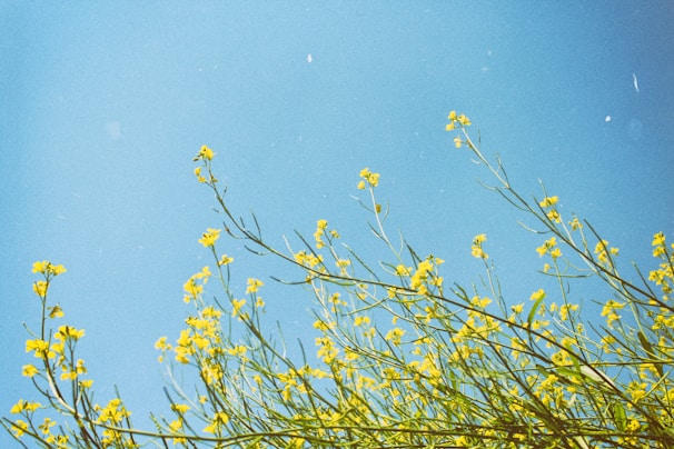 A vibrant wildflower field under a bright sky, symbolizing freedom and bold beauty.