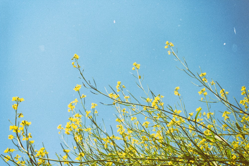 flores amarillas bajo un cielo azul claro durante el día