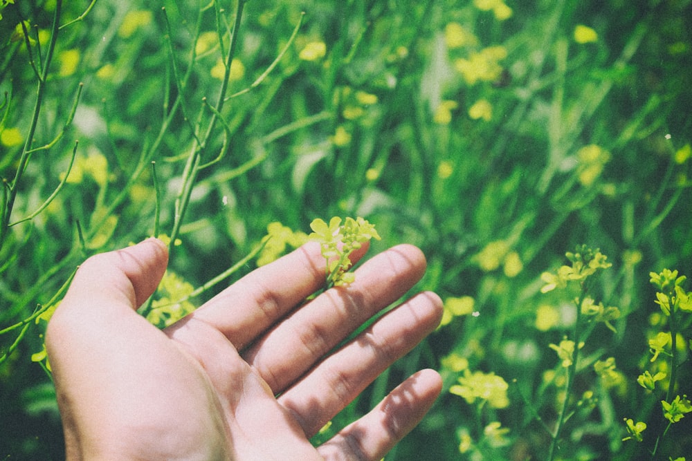 Flachfokusfotografie einer Person, die eine gelbe Blumenpflanze hält