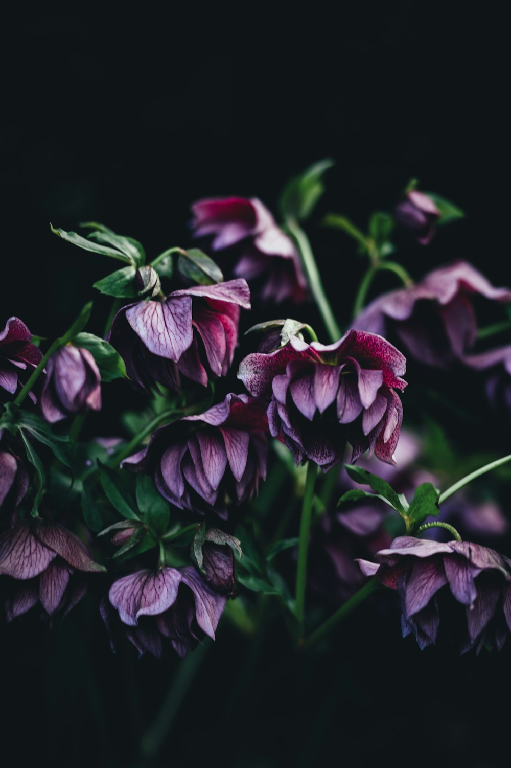 Fotografia de foco raso da flor roxa