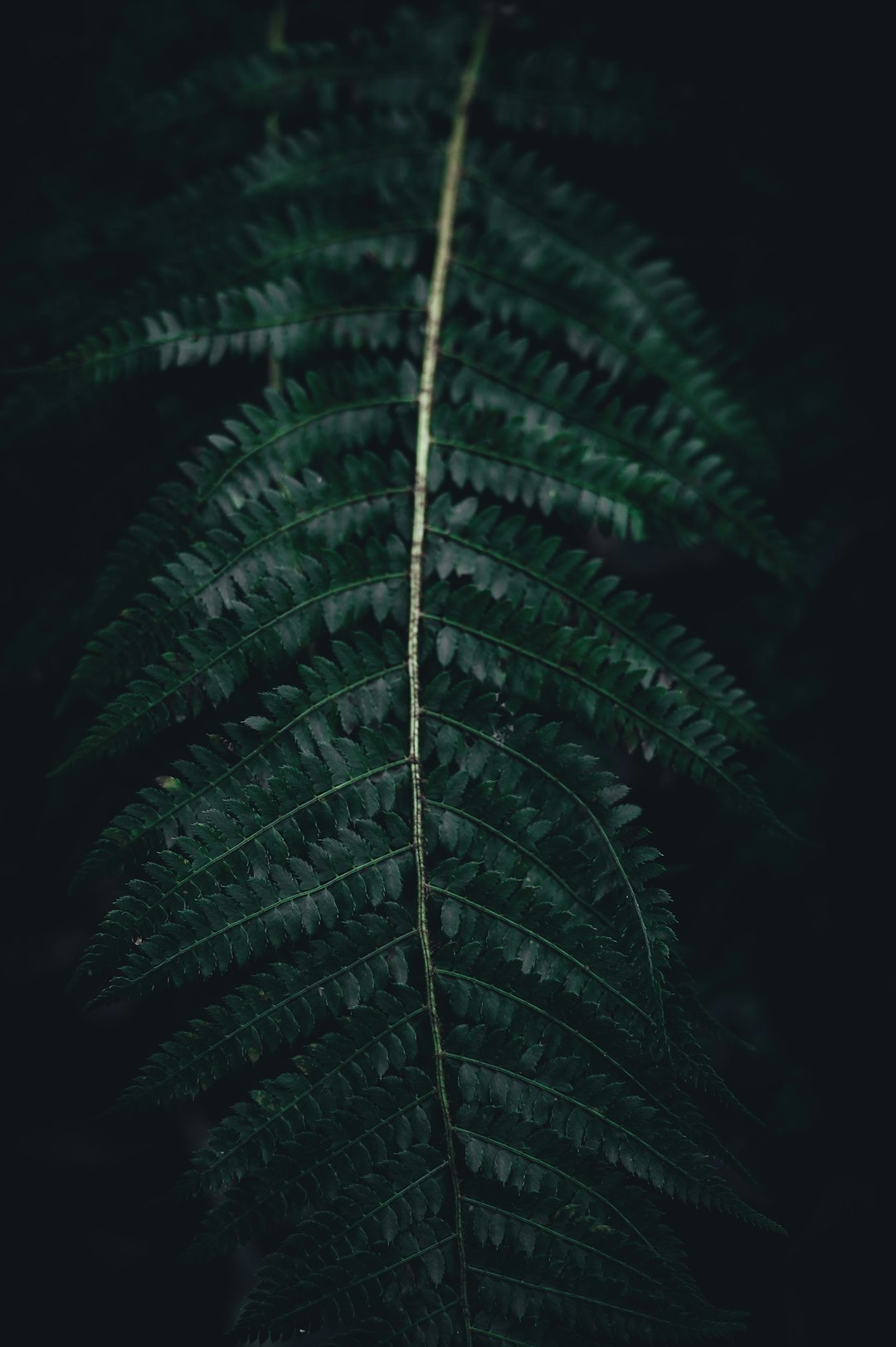 tilt shift lens photo of green plants