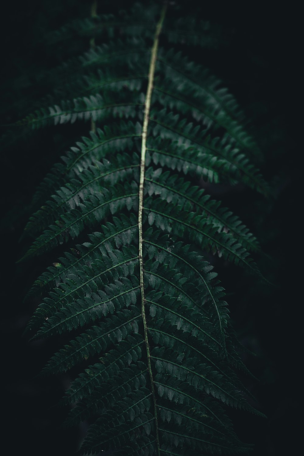 緑の植物のチルトシフトレンズ写真